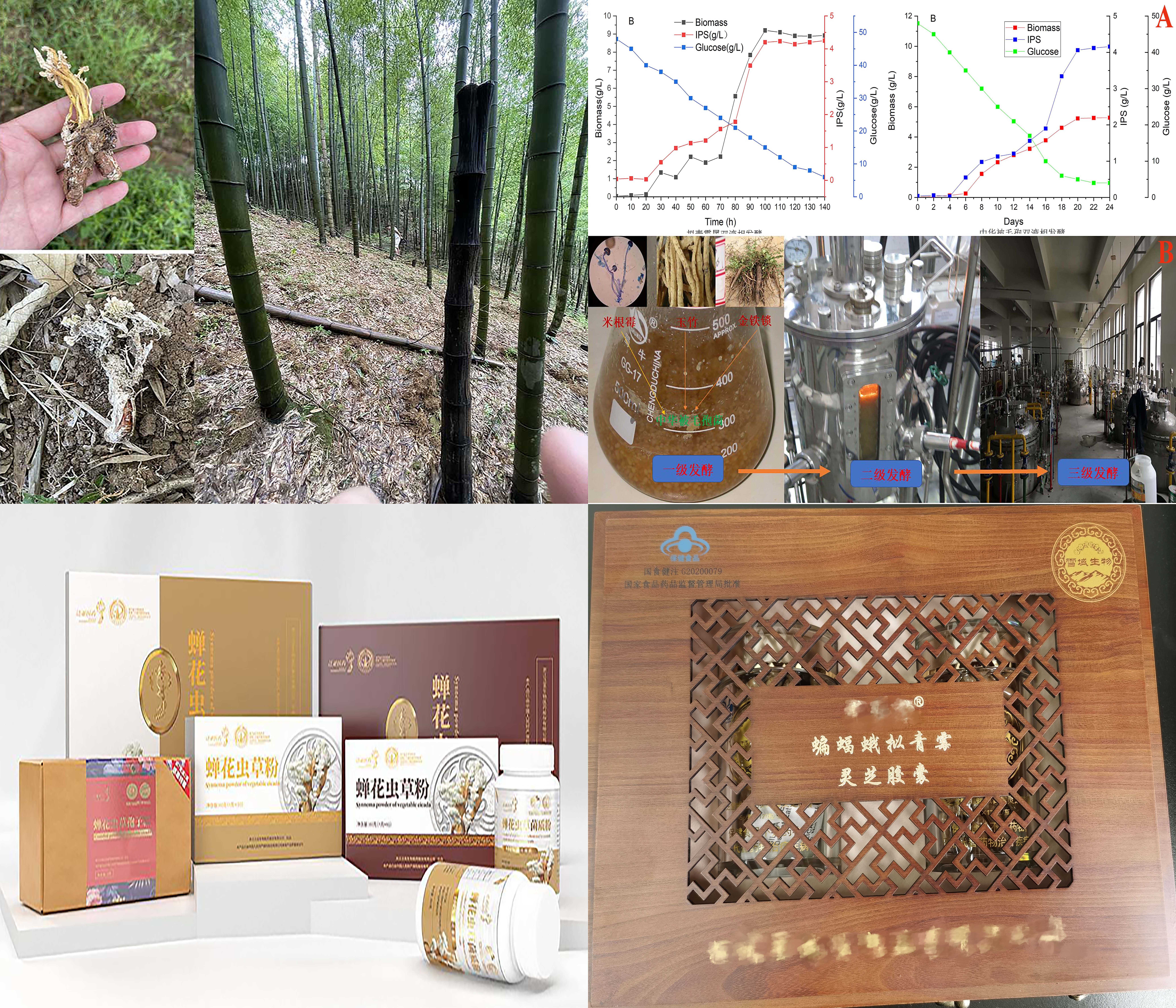 “虫草类真菌高效繁育及活性多糖提取关键技术与应用研究”项目图片